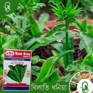 বিলাতি ধনিয়া পাতার বীজ